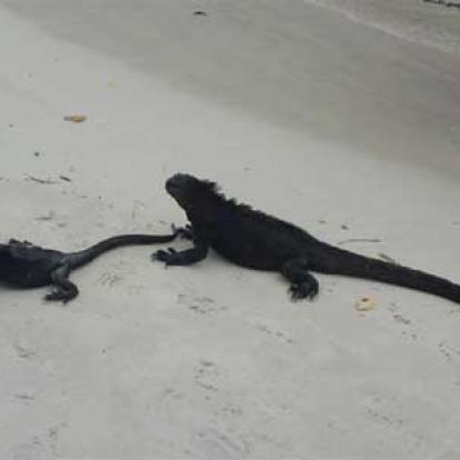 Chute De Kuang Si Galapagos - Santa Cruz iguanes marines