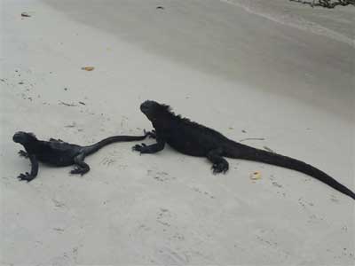 Chute de Kuang Si  Galapagos - Santa Cruz iguanes marines