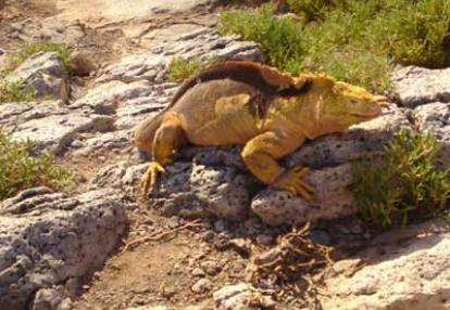 Galapagos - South plaza iguane terrestre