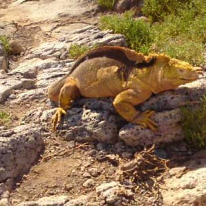 Chute De Khone Phabeng Galapagos - South plaza iguane terrestre