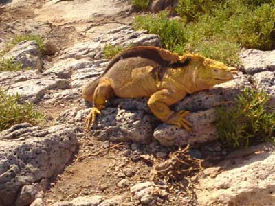 Chute de Khone Phabeng  Galapagos - South plaza iguane terrestre
