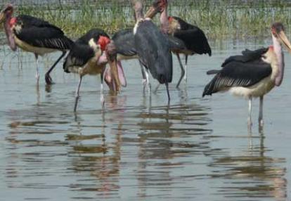 Pélicans sur le lac Abijata