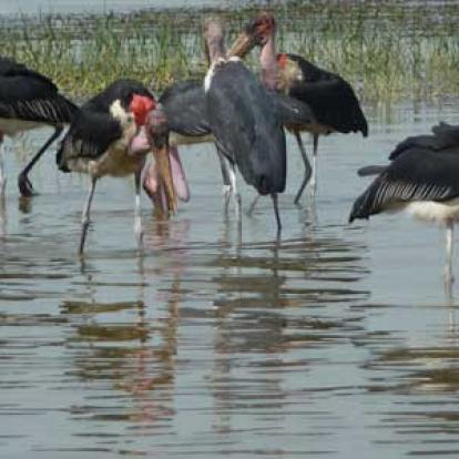 Pélicans sur le lac Abijata