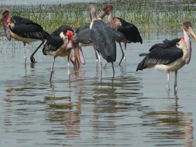 Pélicans sur le lac Abijata
