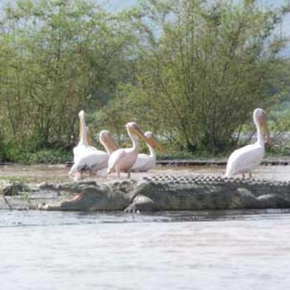 Faune sur le lac Chamo