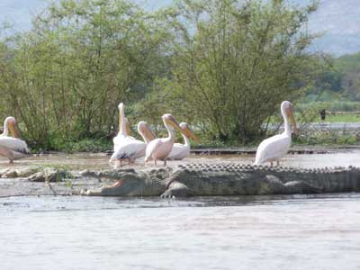 Faune sur le lac Chamo