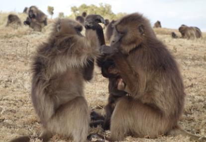©Fabienne J. - Tous Droits réservés Le Voyage en Ethiopie de la Famille de Fabienner