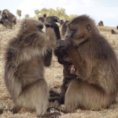 Le Voyage en Ethiopie de la Famille de Fabienner