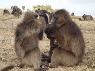 Le Voyage en Ethiopie de la Famille de Fabienner