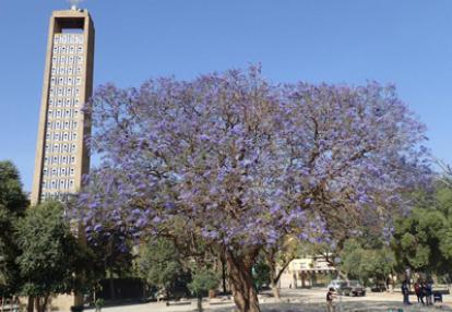 ©Jean-Pierre C. - Tous Droits réservés Le Voyage en Ethiopie de jean-Pierre et sa femmer