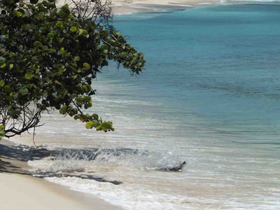 ©Vilmin R.- Tous Droits réservés Voyage à la Guadeloupe de Vilmin