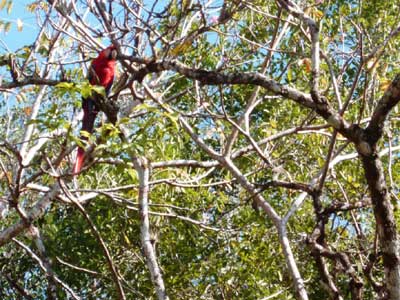 ©Jacques C. - Tous Droits réservés Voyage au Guatemala de Jacques