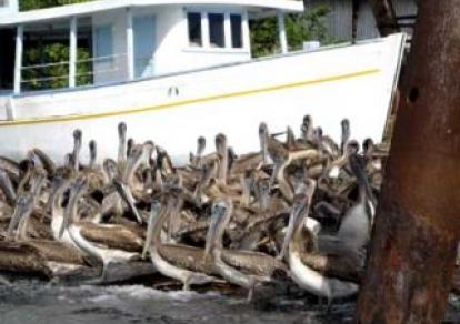 Amérique Centrale & Caraïbes