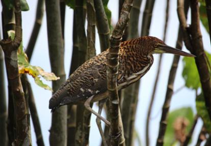 Voyage en Guyane de Stéphane et Arnaud