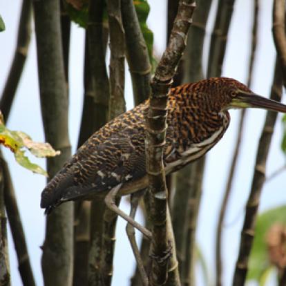 Voyage en Guyane de Stéphane et Arnaud