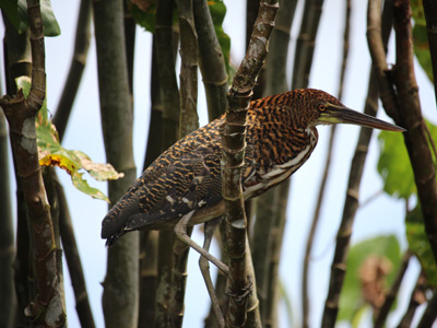 Voyage en Guyane de Stéphane et Arnaud