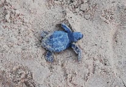 Voyage en Guyane d'Isabelle