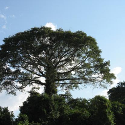 Voyage en Guyane de Catherine D.