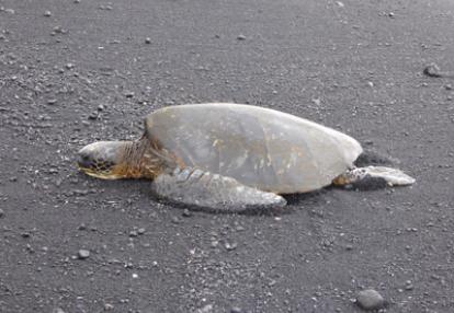 Voyage à Hawaï de Jeanine