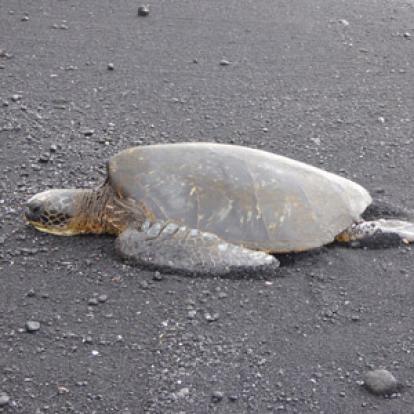©Jeanine B. - Tous Droits Réservés Voyage à Hawaï de Jeanine