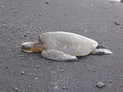 ©Jeanine B. - Tous Droits réservés Voyage à Hawaï de Jeanine