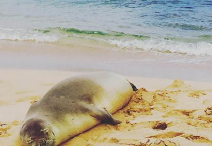 Voyage à Hawaï de la Famille de Bruno