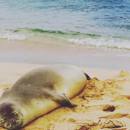 ©Sabrina C. - Tous Droits Réservés Voyage à Hawaï de la Famille de Bruno