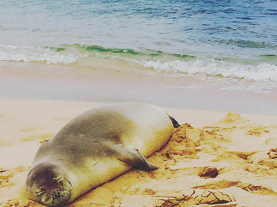 ©Sabrina C. - Tous Droits réservés Voyage à Hawaï de la Famille de Bruno