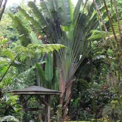 Voyage à Hawaï de Martine