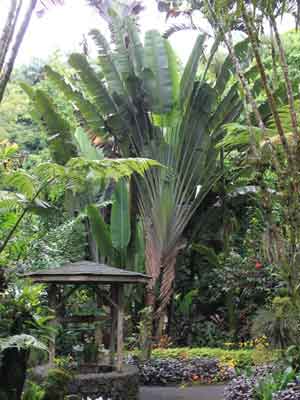 Voyage à Hawaï de Martine