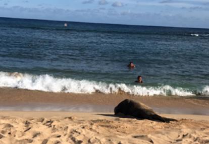 Voyage à Hawaï d' Angélique et Mathieu