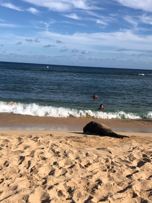 ©Bernard J. - Tous Droits réservés Voyage à Hawaï d' Angélique et Mathieu
