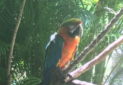 Voyage à Hawaï d' Angélique et Mathieu