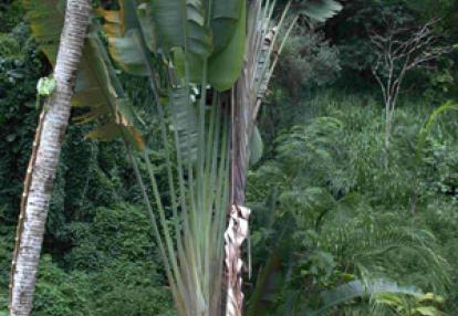 Voyage à Hawaï de la Famille de François