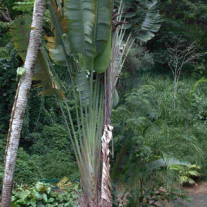 Voyage à Hawaï de la Famille de François