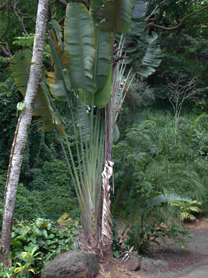 Voyage à Hawaï de la Famille de François