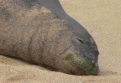 Voyage à Hawaï de la Famille de François