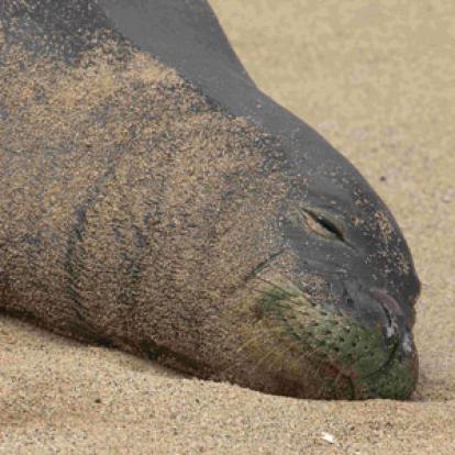 Voyage à Hawaï de la Famille de François