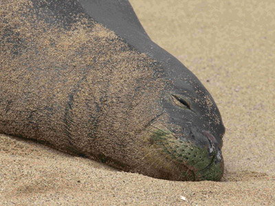 Voyage à Hawaï de la Famille de François