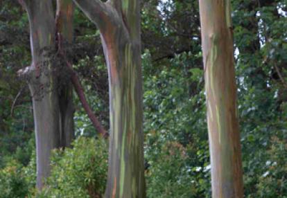 ©François F. - Tous Droits réservés Voyage à Hawaï de la Famille de François