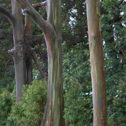 Voyage à Hawaï de la Famille de François