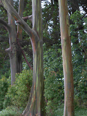 Voyage à Hawaï de la Famille de François