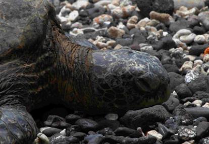 Voyage à Hawaï de la Famille de François