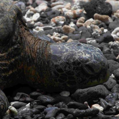 Voyage à Hawaï de la Famille de François