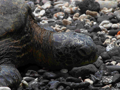 Voyage à Hawaï de la Famille de François