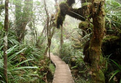 dans la forêt primaire de Bélouve
