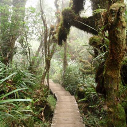 dans la forêt primaire de Bélouve