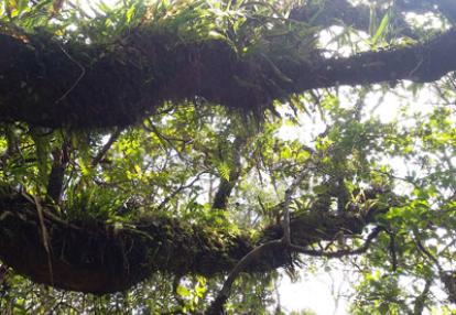Trek à la Réunion de Sarah