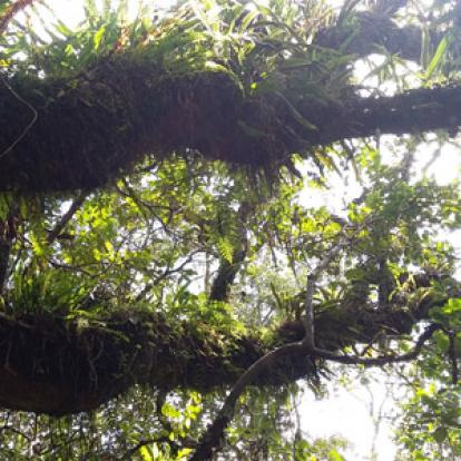 Trek à la Réunion de Sarah