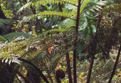 Trek à la Réunion de Sarah